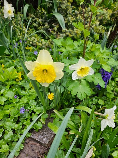  - Narcise 2018 24 25