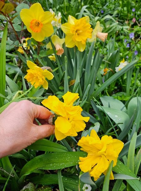  - Narcise 2018 24 25