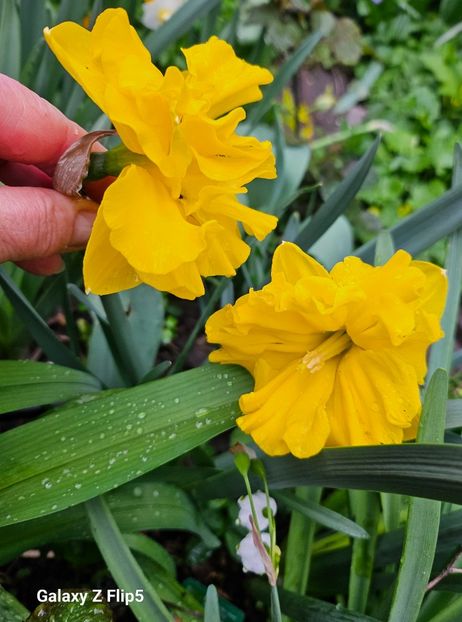  - Narcise 2018 24 25