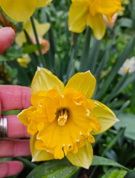  - Narcise 2018 24 25