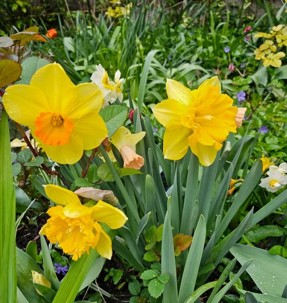  - Narcise 2018 24 25