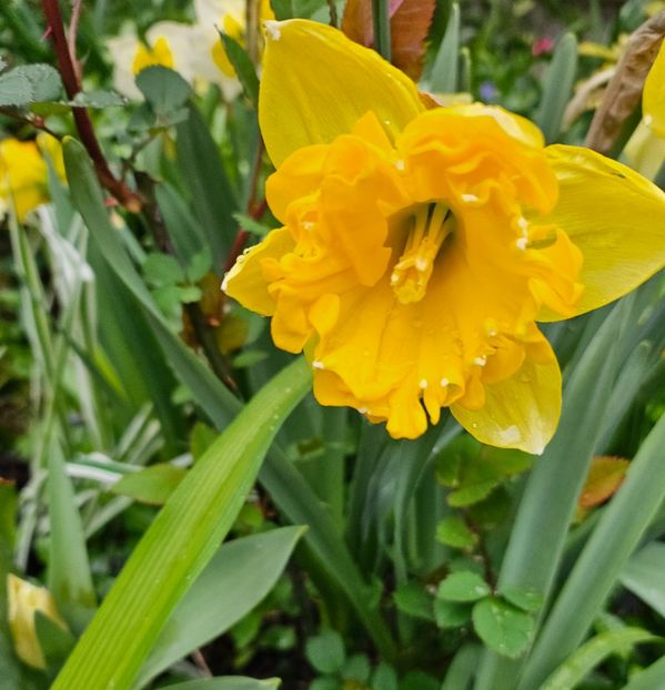  - Narcise 2018 24 25