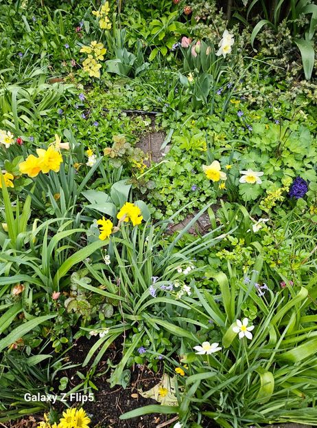  - Narcise 2018 24 25