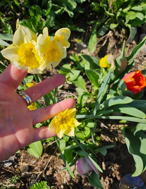  - Narcise 2018 24 25