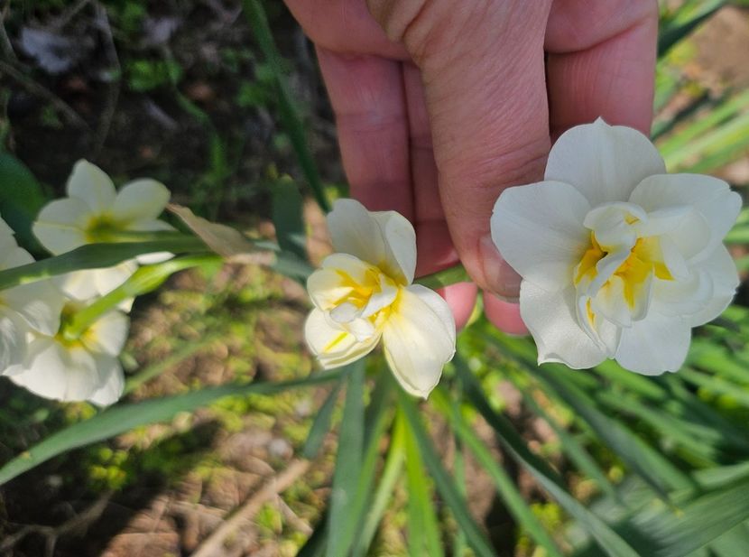  - Narcise 2018 24 25