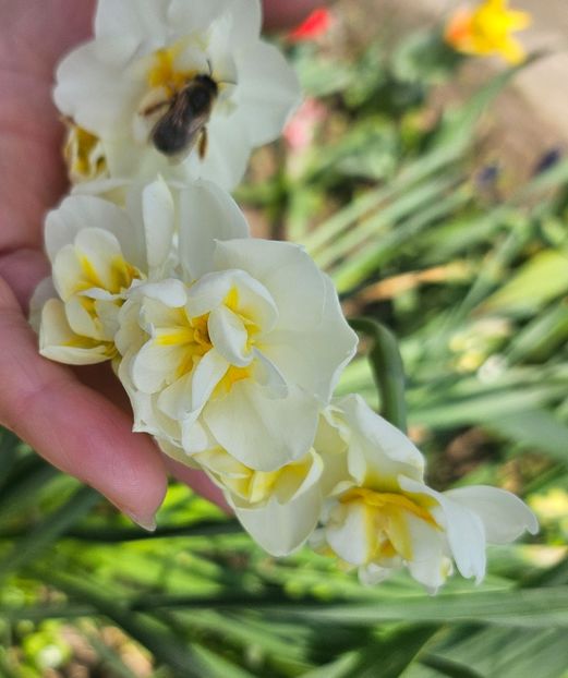  - Narcise 2018 24 25