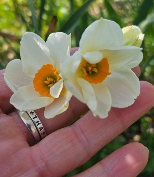  - Narcise 2018 24 25