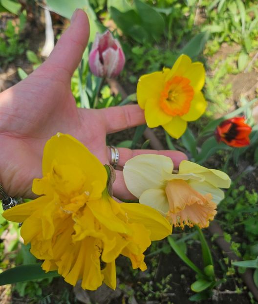  - Narcise 2018 24 25