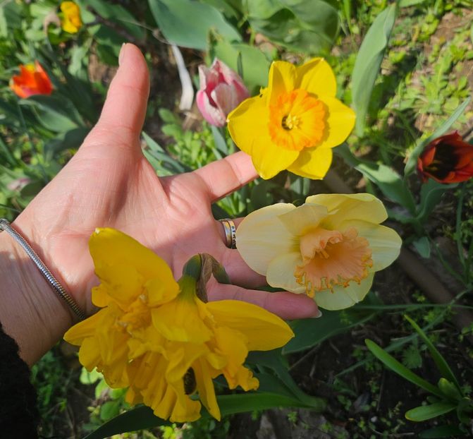  - Narcise 2018 24 25