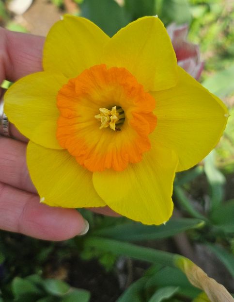  - Narcise 2018 24 25