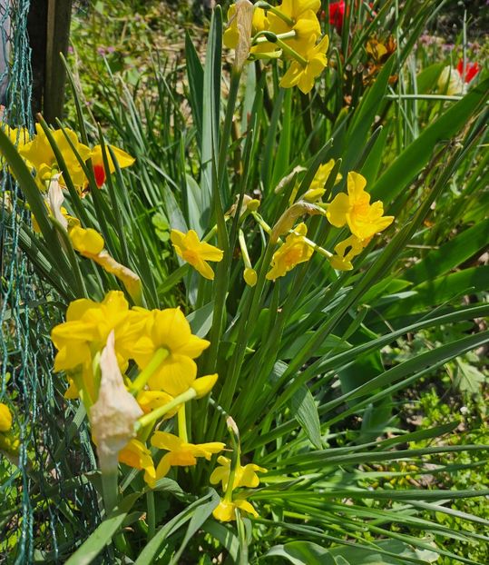  - Narcise 2018 24 25