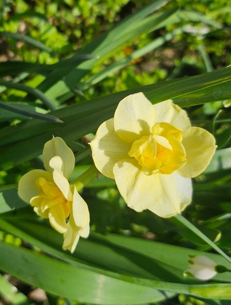  - Narcise 2018 24 25