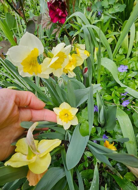  - Narcise 2018 24 25