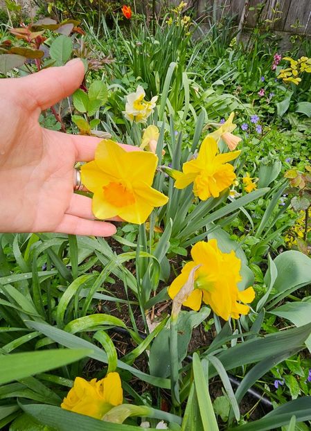  - Narcise 2018 24 25