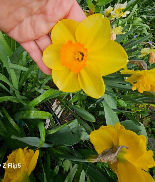  - Narcise 2018 24 25