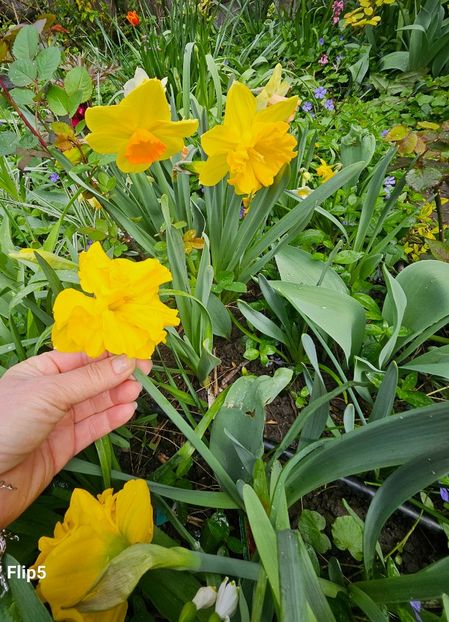  - Narcise 2018 24 25