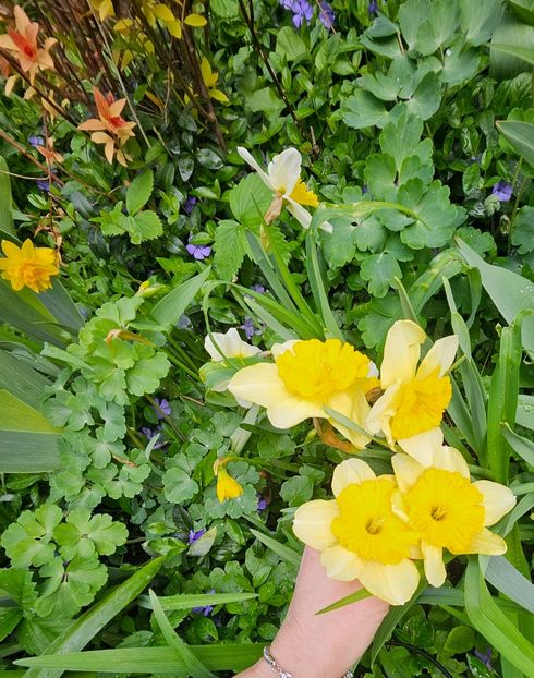  - Narcise 2018 24 25