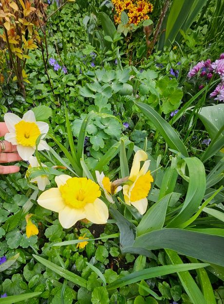  - Narcise 2018 24 25