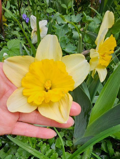  - Narcise 2018 24 25