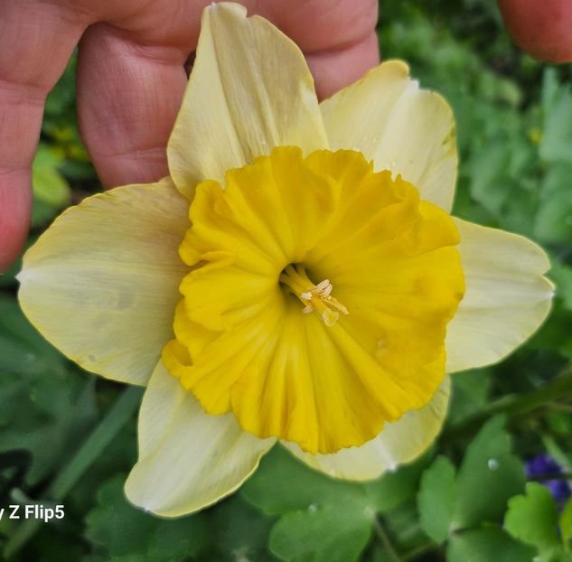  - Narcise 2018 24 25