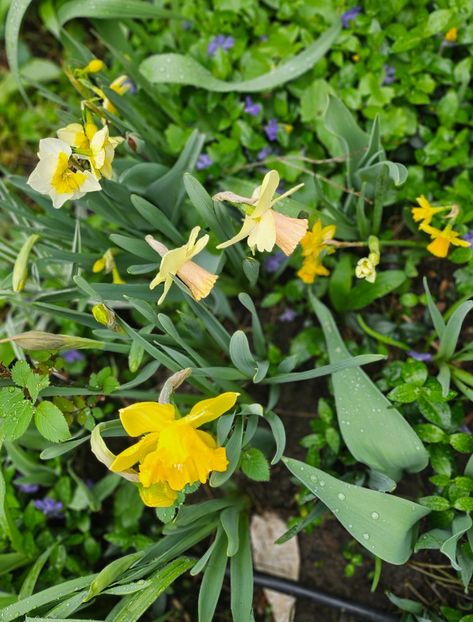  - Narcise 2018 24 25