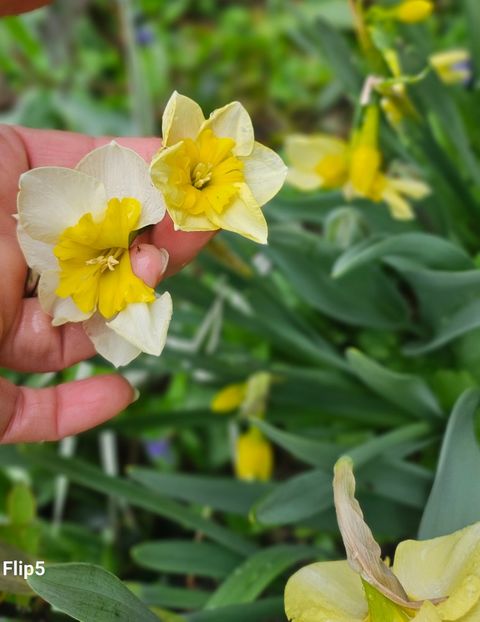  - Narcise 2018 24 25