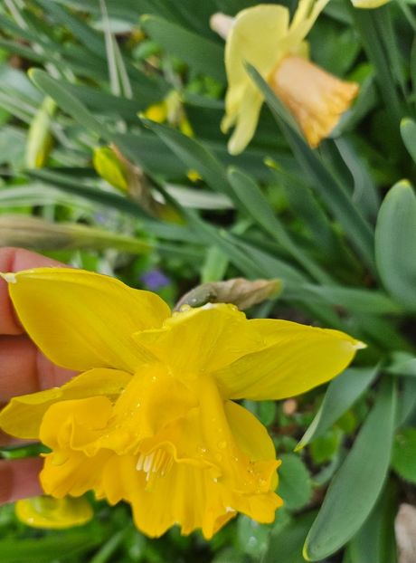  - Narcise 2018 24 25