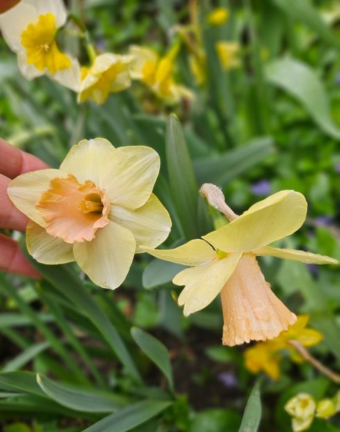  - Narcise 2018 24 25