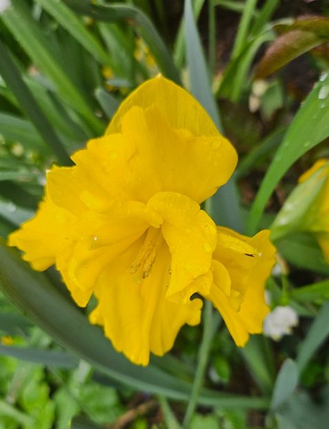  - Narcise 2018 24 25