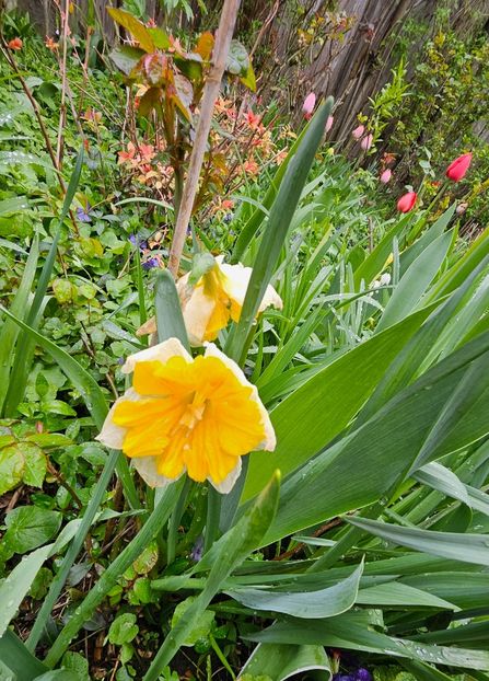  - Narcise 2018 24 25