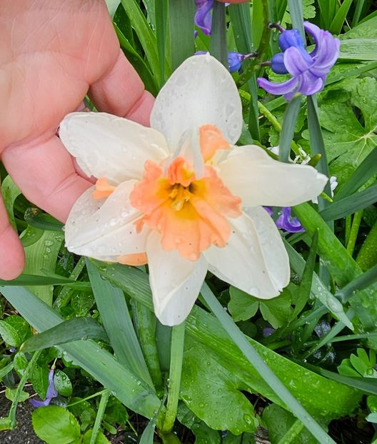  - Narcise 2018 24 25