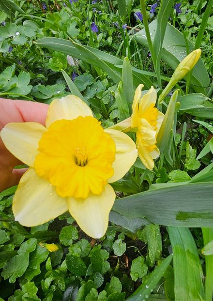  - Narcise 2018 24 25