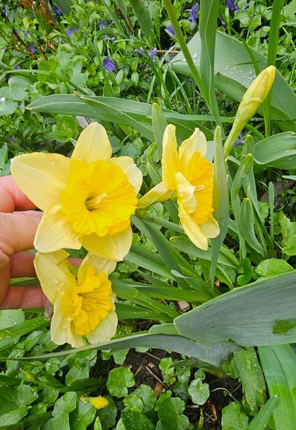  - Narcise 2018 24 25