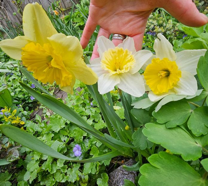  - Narcise 2018 24 25