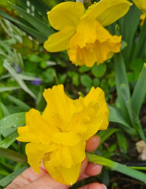  - Narcise 2018 24 25