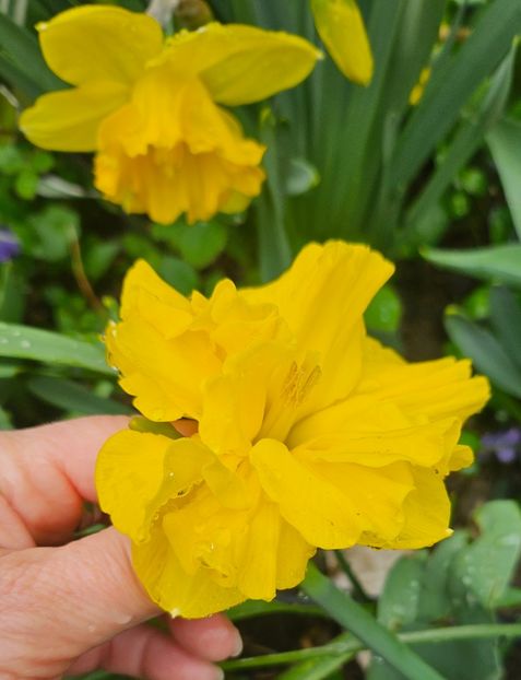  - Narcise 2018 24 25