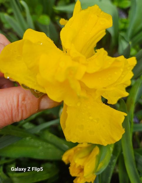  - Narcise 2018 24 25