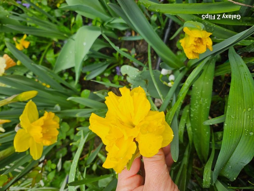  - Narcise 2018 24 25