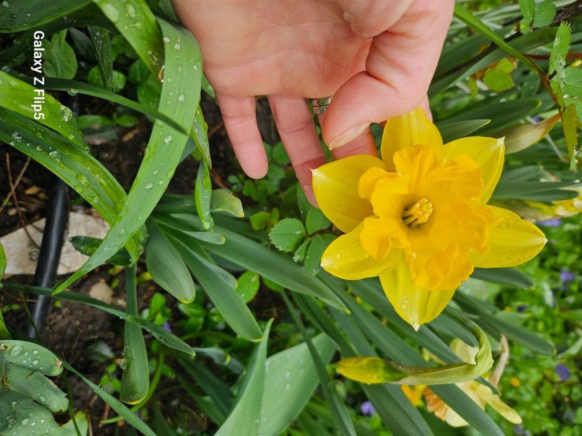  - Narcise 2018 24 25