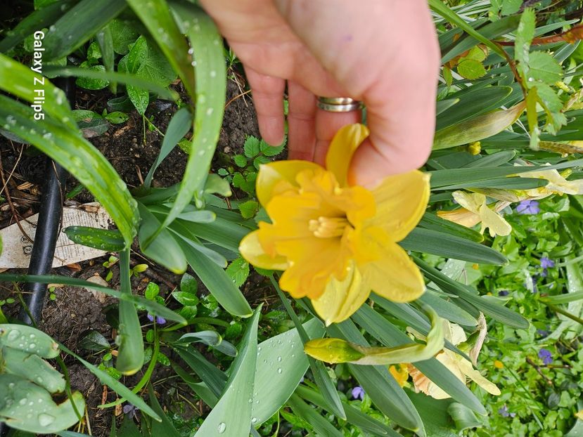  - Narcise 2018 24 25