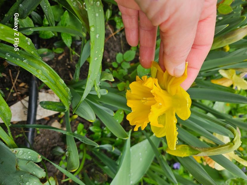  - Narcise 2018 24 25