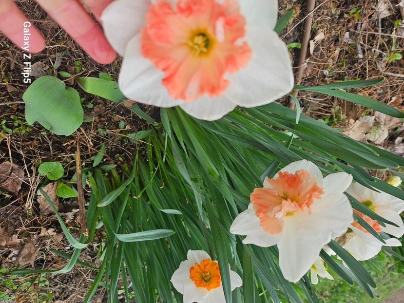  - Narcise 2018 24 25