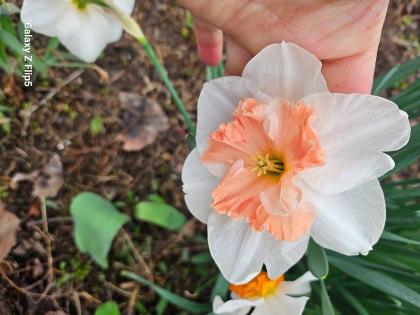  - Narcise 2018 24 25