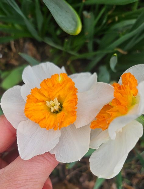  - Narcise 2018 24 25