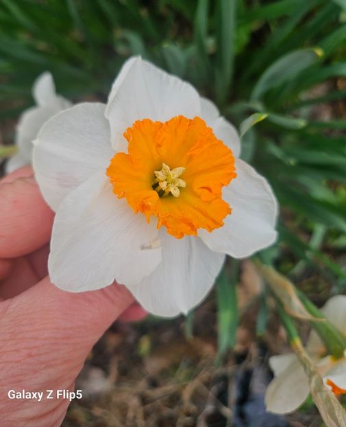  - Narcise 2018 24 25