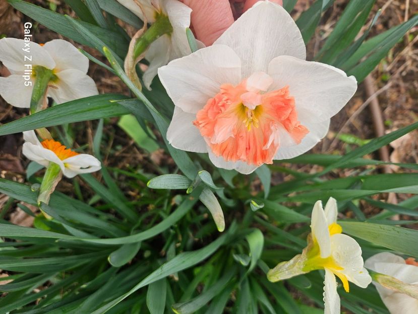  - Narcise 2018 24 25