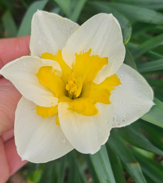  - Narcise 2018 24 25