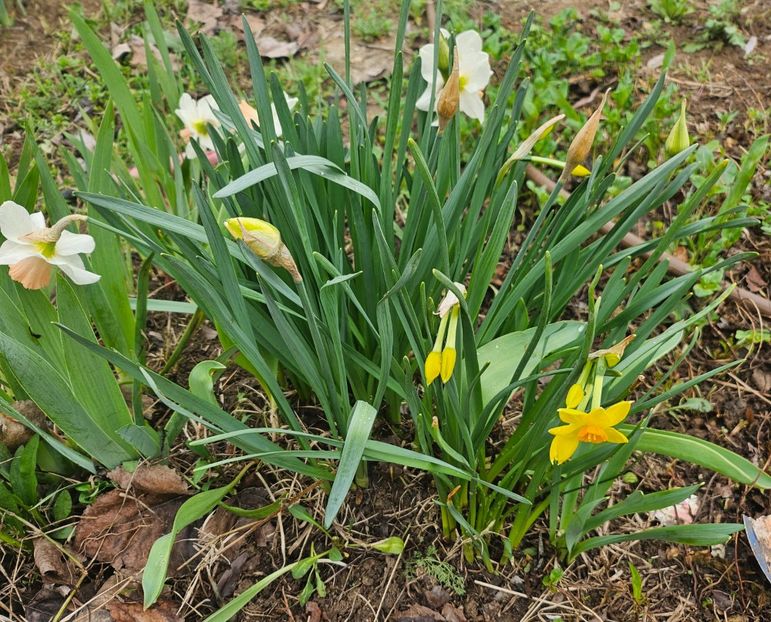  - Narcise 2018 24 25