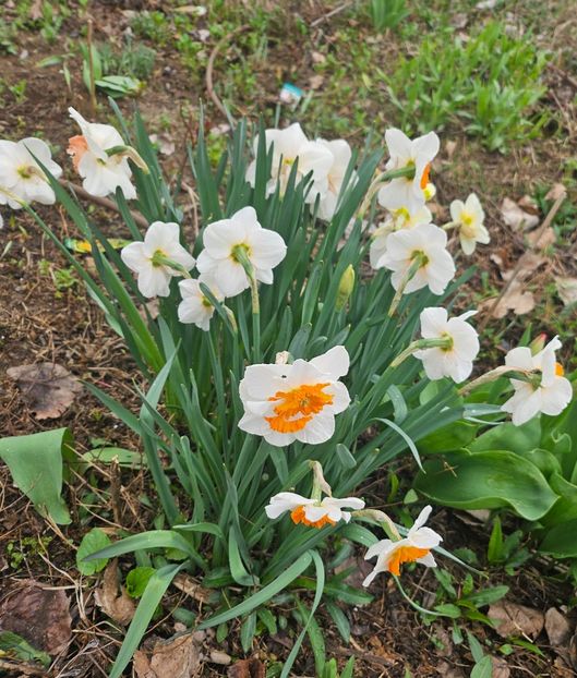  - Narcise 2018 24 25