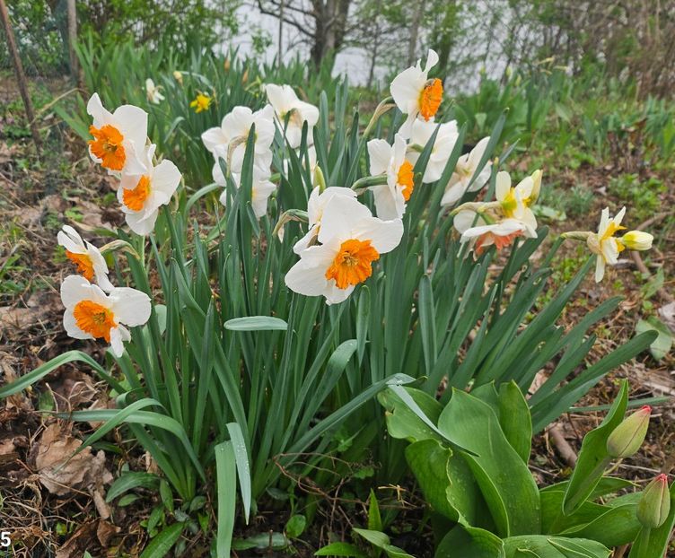  - Narcise 2018 24 25